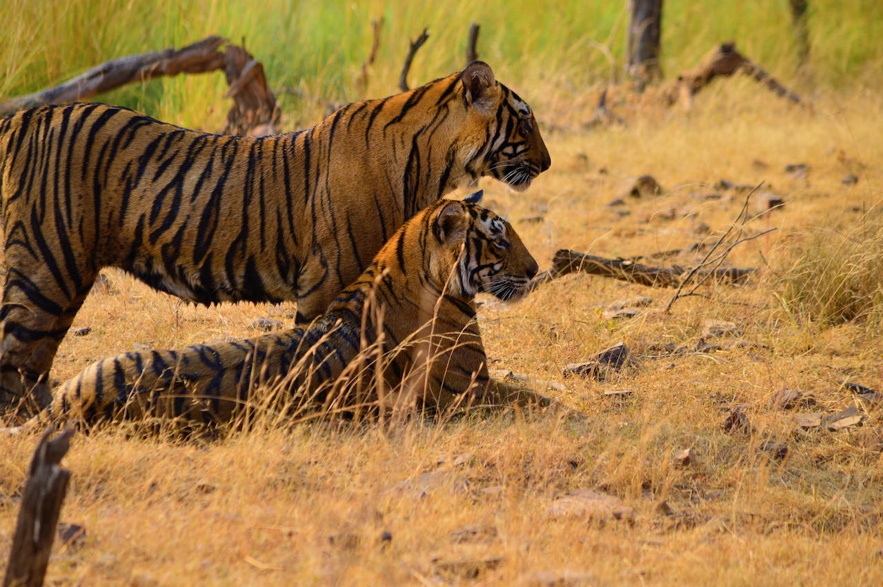 Jim Corbett
