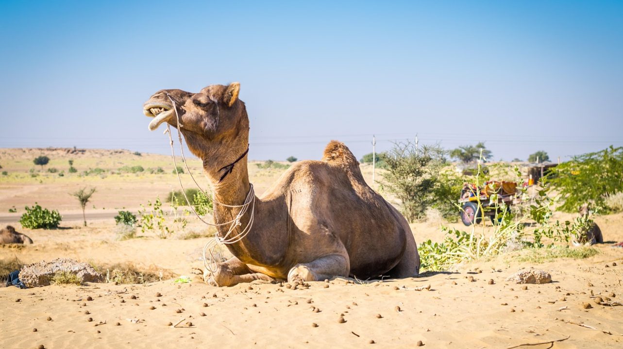jaisalmer-7473624_1280